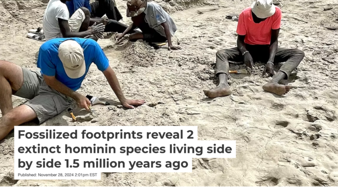 Excavating the new trackway site, with footprints from hominins, birds and other animals visible in foreground. Neil Roach
